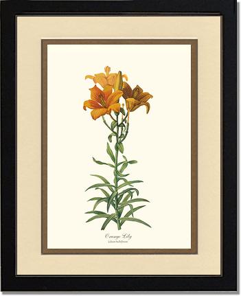 Lily, Orange | Flower/Floral Art Print