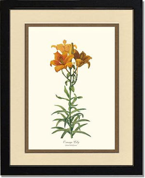 Lily, Orange