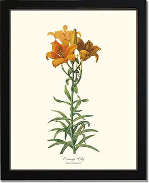 Lily, Orange