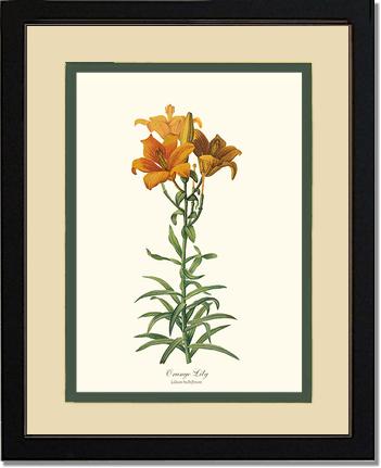Lily, Orange | Flower/Floral Art Print