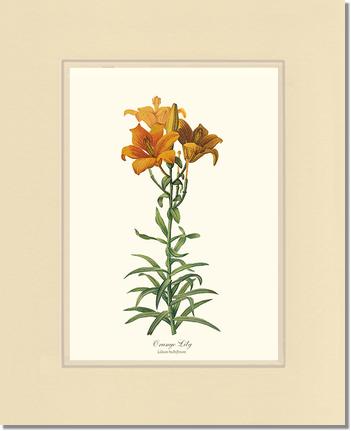 Lily, Orange | Flower/Floral Art Print