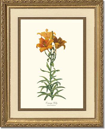 Lily, Orange | Flower/Floral Art Print