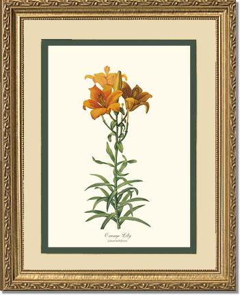 Lily, Orange | Flower/Floral Art Print