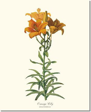 Flower Floral Print: Lily, Orange