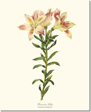 Flower Floral Print: Lily, Peruvian Alstromeria