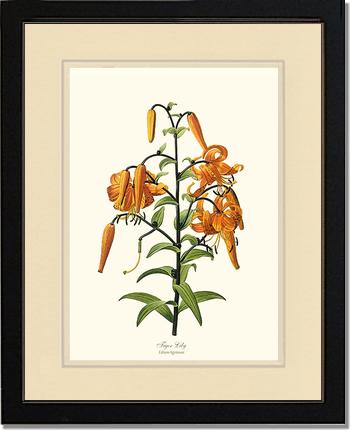 Lily, Tiger | Flower/Floral Art Print