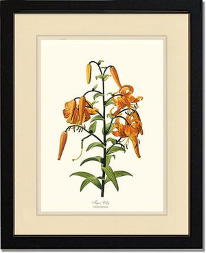 Lily, Tiger