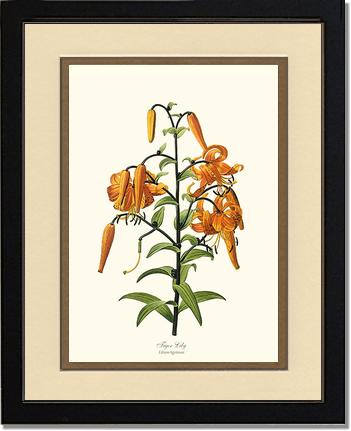 Lily, Tiger | Flower/Floral Art Print