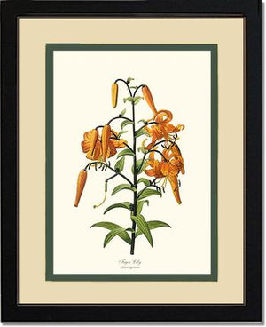 Lily, Tiger