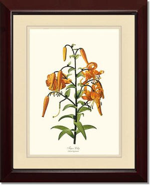 Lily, Tiger
