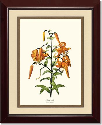 Lily, Tiger | Flower/Floral Art Print