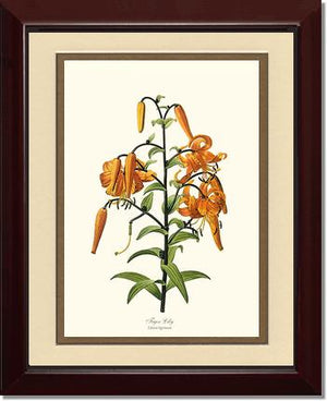 Lily, Tiger