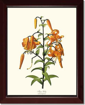 Lily, Tiger