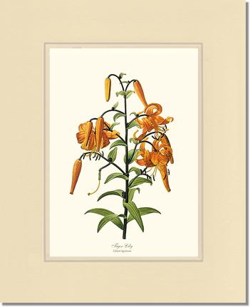 Lily, Tiger | Flower/Floral Art Print