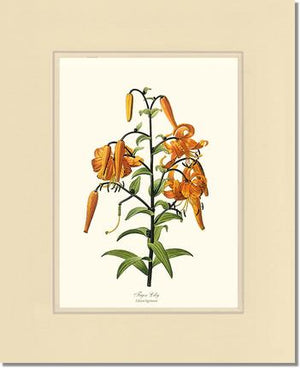 Lily, Tiger