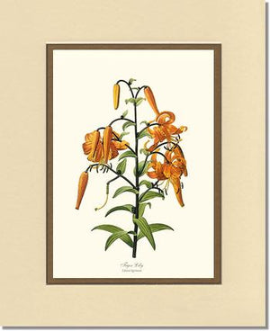 Lily, Tiger