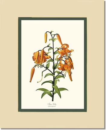 Lily, Tiger | Flower/Floral Art Print