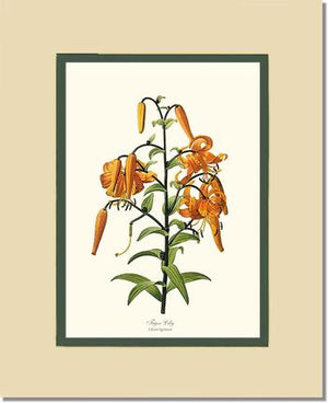 Lily, Tiger