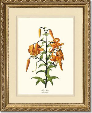 Lily, Tiger