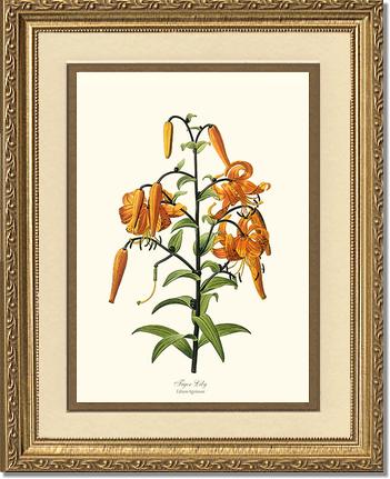 Lily, Tiger | Flower/Floral Art Print