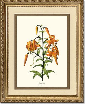 Lily, Tiger