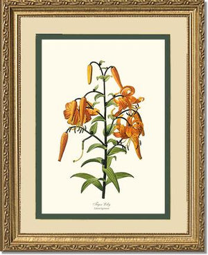 Lily, Tiger