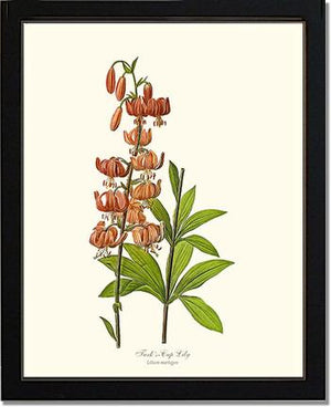 Lily, Turk's Cap