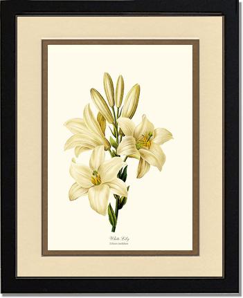 Lily, White | Flower/Floral Art Print