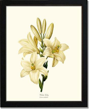 Lily, White