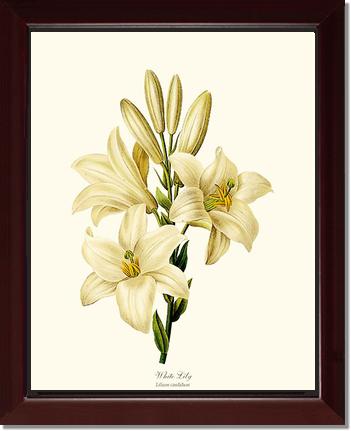 lily flower frame Lily, White: Vintage Botanical Flower/Floral Wall Art Prints – Charting Nature