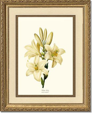 Lily, White