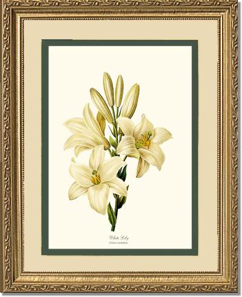 Lily, White | Flower/Floral Art Print