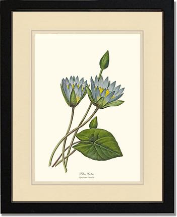 Lotus, Blue | Flower/Floral Art Print