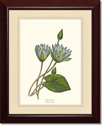 Lotus, Blue | Flower/Floral Art Print