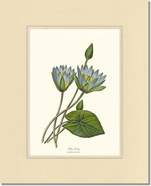 Lotus, Blue