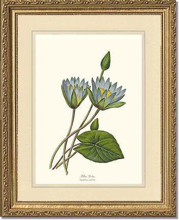 Lotus, Blue | Flower/Floral Art Print