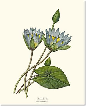 Flower Floral Print: Lotus, Blue