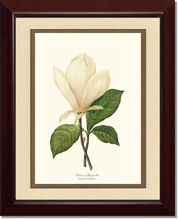 Magnolia, Saucer | Flower/Floral Art Print