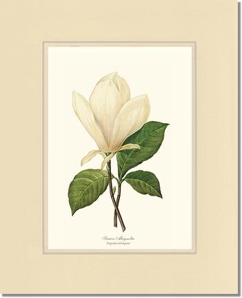 Magnolia, Saucer | Flower/Floral Art Print
