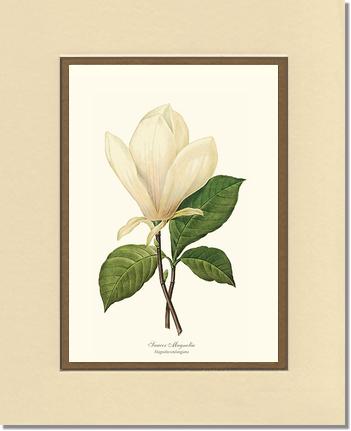 Magnolia, Saucer | Flower/Floral Art Print