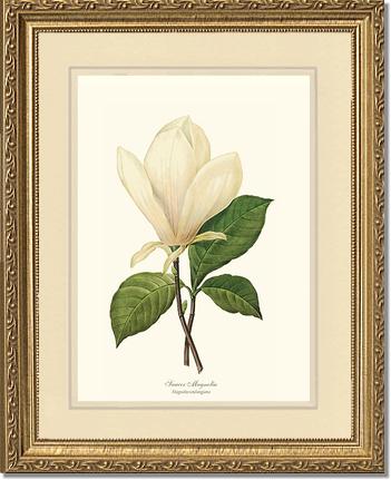 Magnolia, Saucer | Flower/Floral Art Print