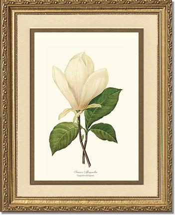 Magnolia, Saucer | Flower/Floral Art Print
