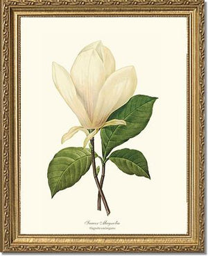 Magnolia, Saucer