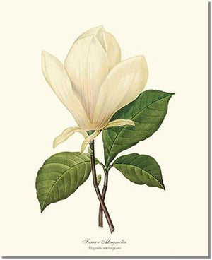 Flower Floral Print: Magnolia, Saucer