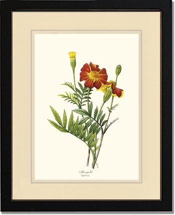 Marigold | Flower/Floral Art Print