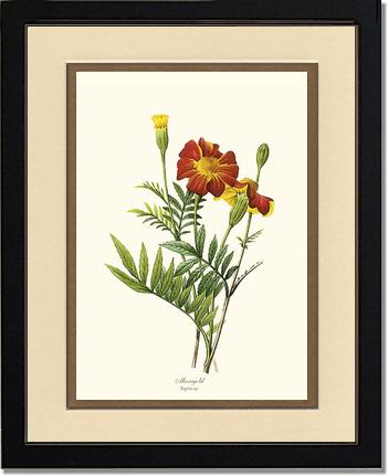 Marigold | Flower/Floral Art Print