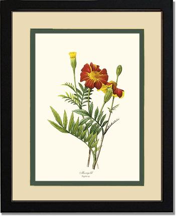 Marigold | Flower/Floral Art Print