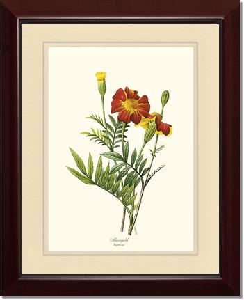 Marigold | Flower/Floral Art Print