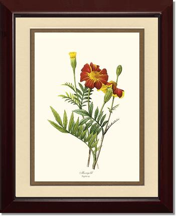 Marigold | Flower/Floral Art Print