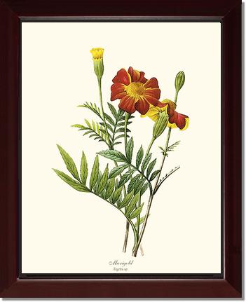 Marigold | Flower/Floral Art Print